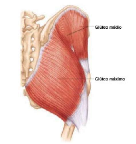 Músculos do quadril origem inserção e ação Blog Jaleko
