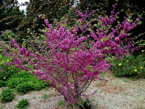 Western Redbud Tree