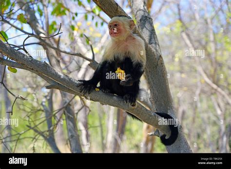 A White Headed Capuchin Monkey Cebus Capucinus Eating A Pastry On A