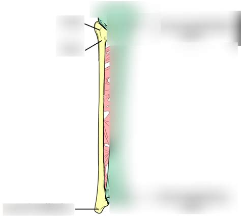 Fibula Diagram Diagram Quizlet