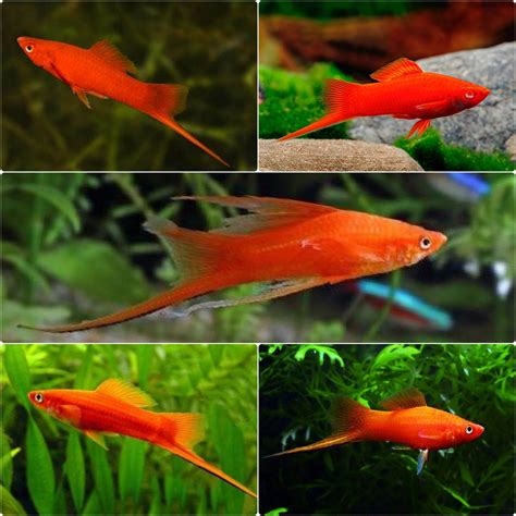 4710 Pcs High Grade Red Swordtail Fish Ikan Pedang Male And Female