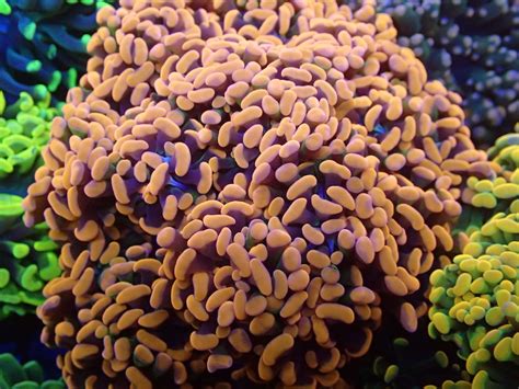 Orange Branching Hammer Corals Frag Garage