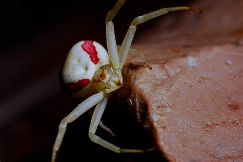 Discover the Crab Spider - Animals Around The Globe