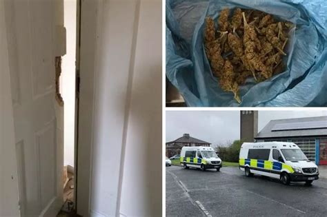 Cannabis Farm Worth Over £100k Raided In Middlesbrough As Police Continue Drugs Purge Teesside