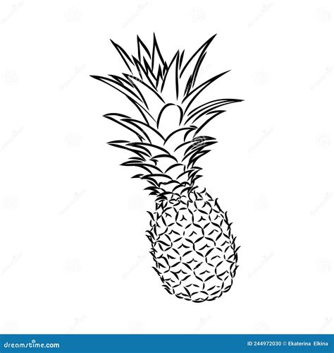 Image Of Pineapple Fruit Vector Black And White Illustration Stock Vector Illustration Of