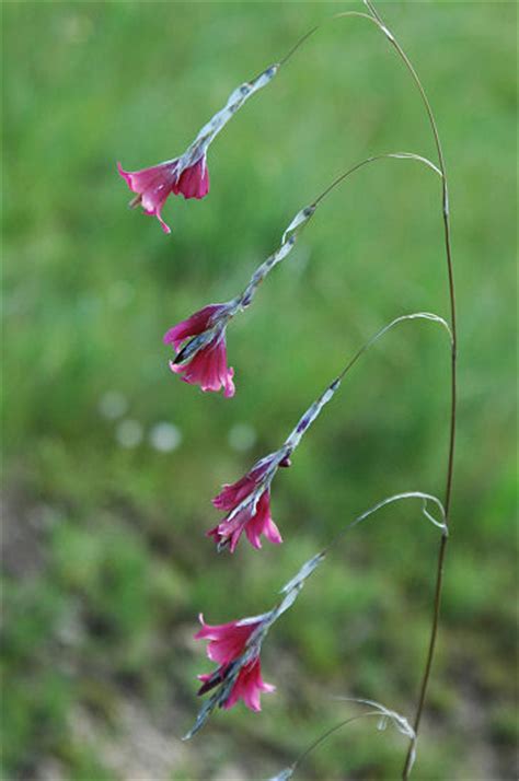 Dierama | Pacific Bulb Society