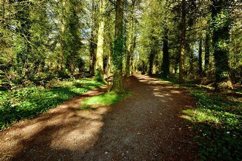 Walking In The Forest Photograph By Neil R Finlay Fine Art America