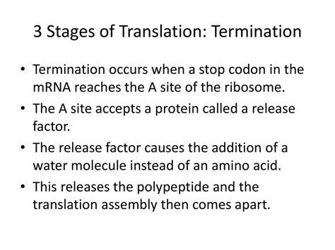 Translation Now That The Mrna Is Created We Must Translate That