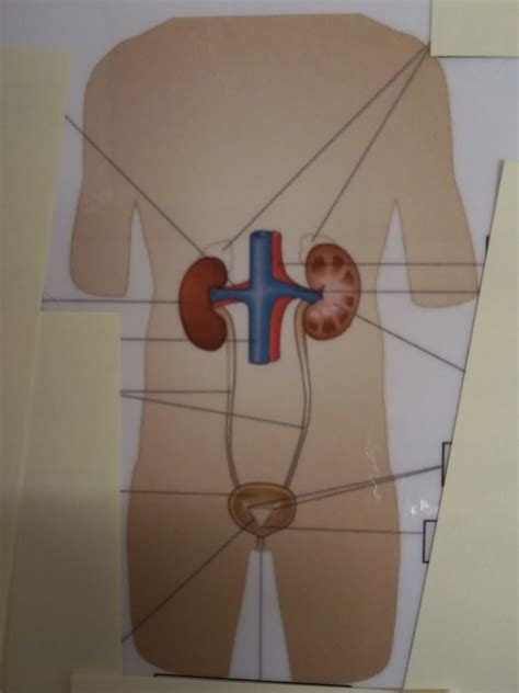 Urinary System Diagram Quizlet