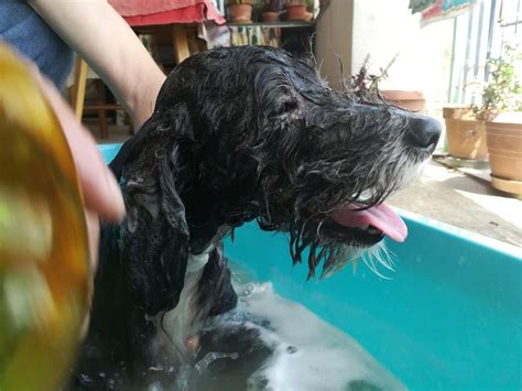 My 15 Years Old Blind Dog Happy While Taking A Bath Rmademesmile