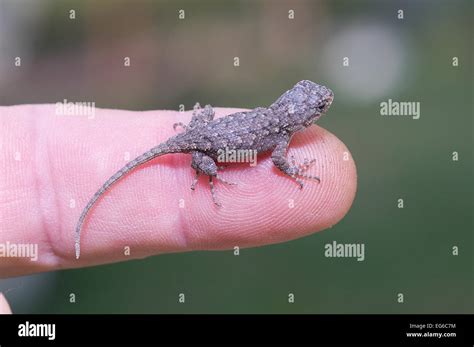 Eastern Fence Lizard Eggs