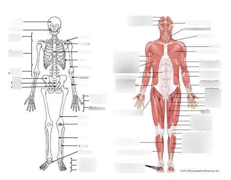 Skeletal Muscular Systems Diagram Quizlet