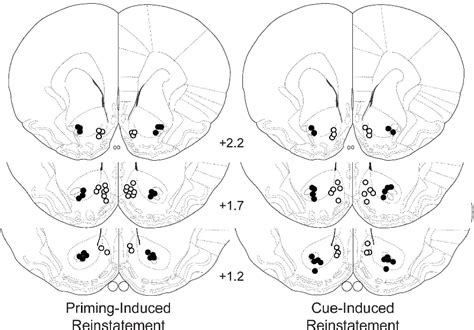 Figure From Inactivation Of The Nucleus Accumbens Core Or Medial