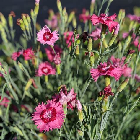 Itssaul Pink Dianthus Dianthus Plumarius Itsaul Pink Servescape