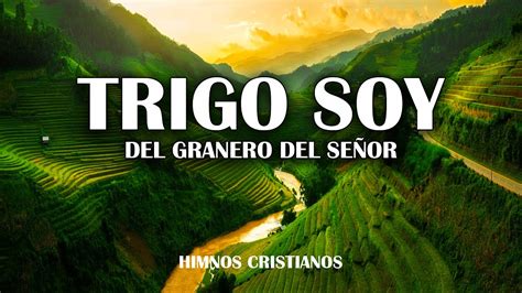 Trigo Soy Del Granero Del Señor Himnos Para Despierta Fe Y Fuerza