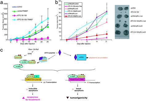 Transcriptional Switch By Activating Transcription Factor Derived