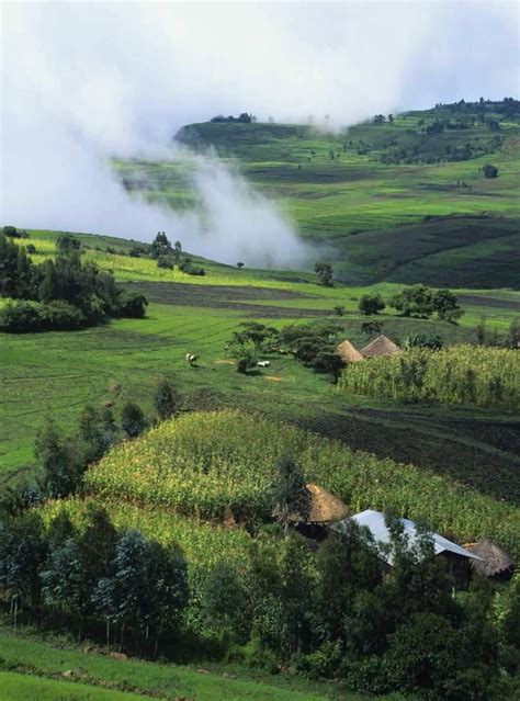 Oromo Residence And Farm Countryside In Oromia East Africa