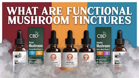 What Are Functional Mushroom Tinctures Everything You Need To Know