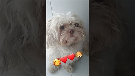 Auuuuuu Late Coração Cachorro 🐕 Late Coração Meu Cachorrinho