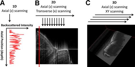 Oct Scanning Modes A A Line B B Scan C Volumetric Oct The Oct