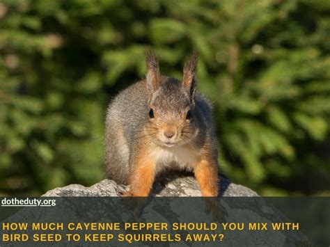 How Much Cayenne Pepper Should You Mix With Bird Seed To Keep Squirrels