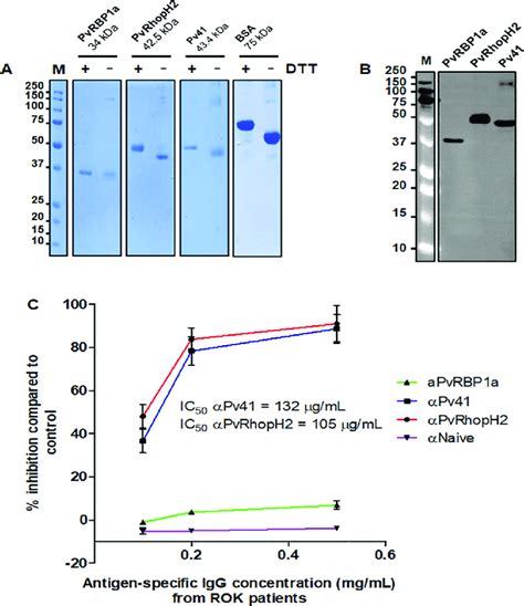 Growth Inhibition Activity Of Antigen Specific Igg From P