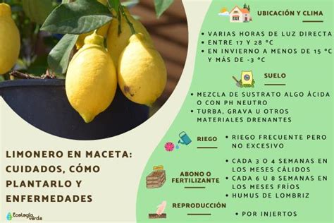 Los Siete Mejores Tips Para Cuidar Tu Limonero 56 Off