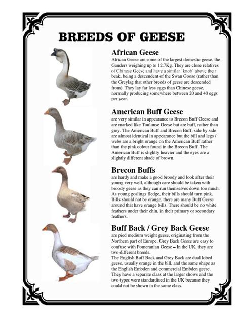 Breeds of Geese | PDF | Goose | Holarctic Birds