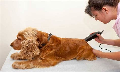 Groomer Clippers For Dogs of the decade The ultimate guide | hencoop