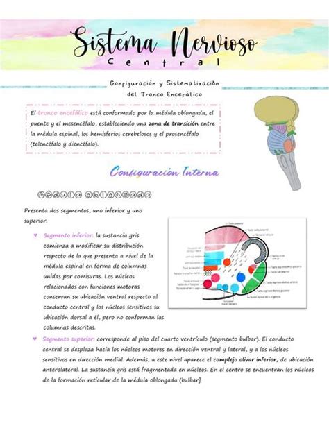 SNC Configuración y Sistematización del Tronco Encefálico Abril