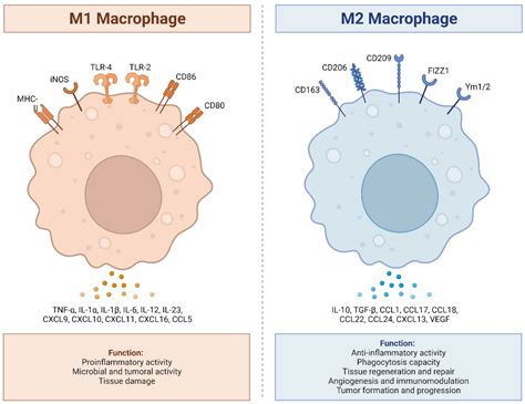 Ijms Free Full Text Cholinergic Polarization Of Human Macrophages