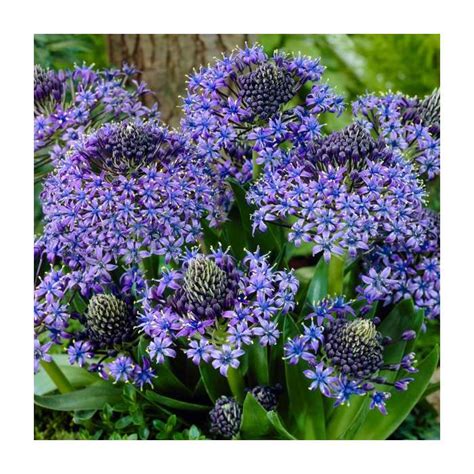 Scilla peruviana | 2L Pot | Eventual Sales Store