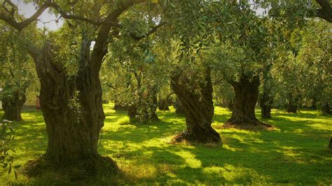 Download A Small Olive Tree In A Peaceful Meadow Wallpaper