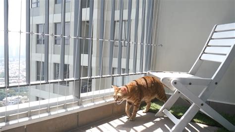 How To Keep Cat From Jumping Off Balcony Storables