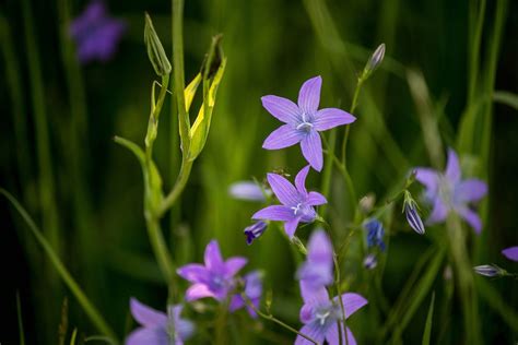 Violet Fleur Makro Photo Gratuite Sur Pixabay Pixabay