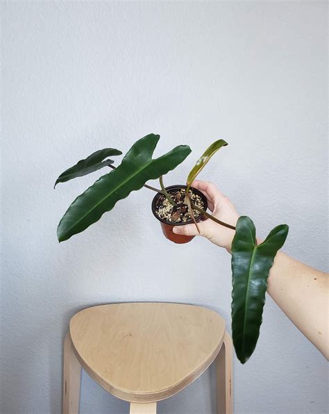 Philodendron BILLIETIAE X ATABAPOENSE Rooted Established Etsy