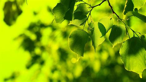 Nature Leaves Bokeh Green Wallpaper Coolwallpapersme