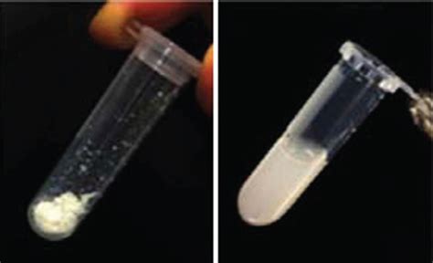 Characterization Of Decellularized Heart Matrix And Preparation Of Ecm