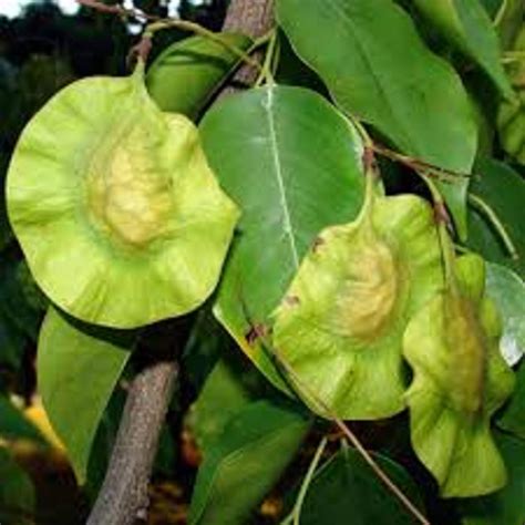 Buy Ss Naturals Pterocarpus Marsupium Malabar Kino Indian Kino Tree