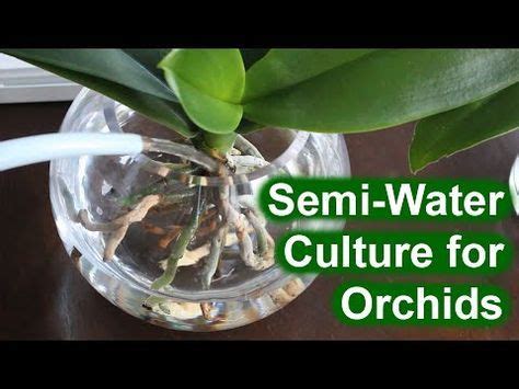 Orchid Root Rot In Full Water Culture Adjust Accordingly Youtube