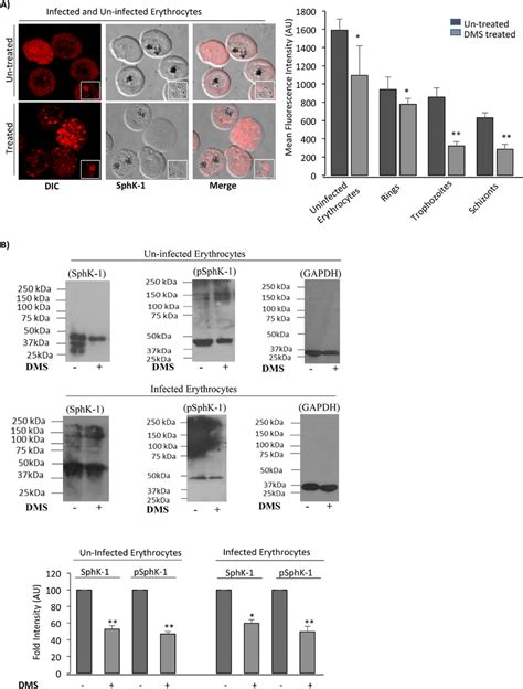 Inhibition Of Host Sphk By Specific Inhibitor Dms Causes Decrease In