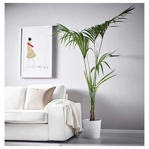 Howea Forsteriana Potted Plant Kentia Palm 25 Cm Ikea