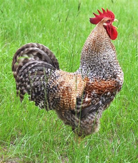 Bielefelder Chickens Backyard Chicken Breeds Best Egg Laying Chickens