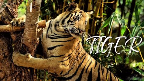 tiger sounds  tiger roar  angry tiger growling youtube