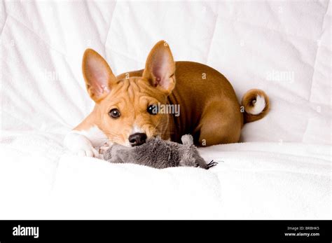 young Basenji dog with toy - lying Stock Photo - Alamy