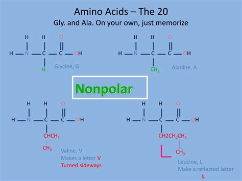 Ppt Help Memorizing Amino Acids Powerpoint Presentation Free