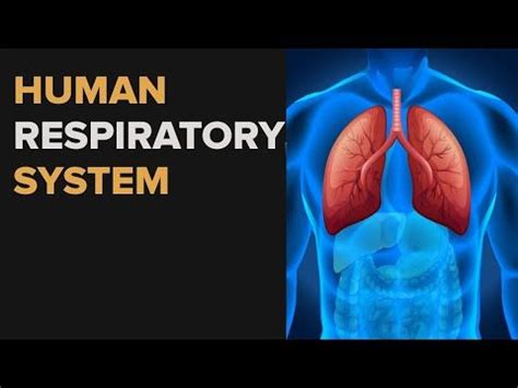 Human Respiratory System Respiratory System Anatomy Biology