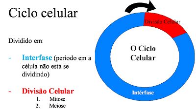 Ciências e Biologia Prof ª Biól Rosalia Aula divisão celular 1º