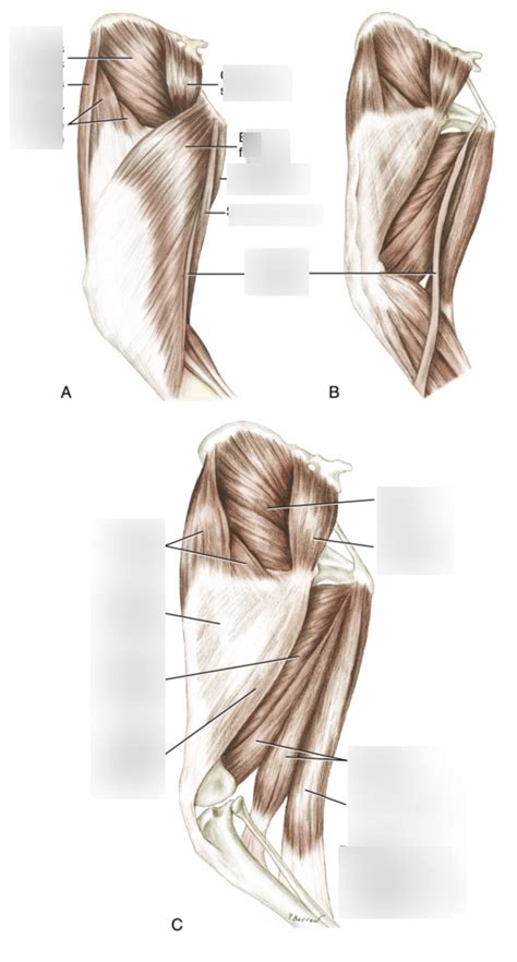 Thigh Superficial Muscles Diagram Quizlet