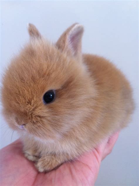 Available Bunnies for sales-13rd Feb 2011 | Bun bun bunnies